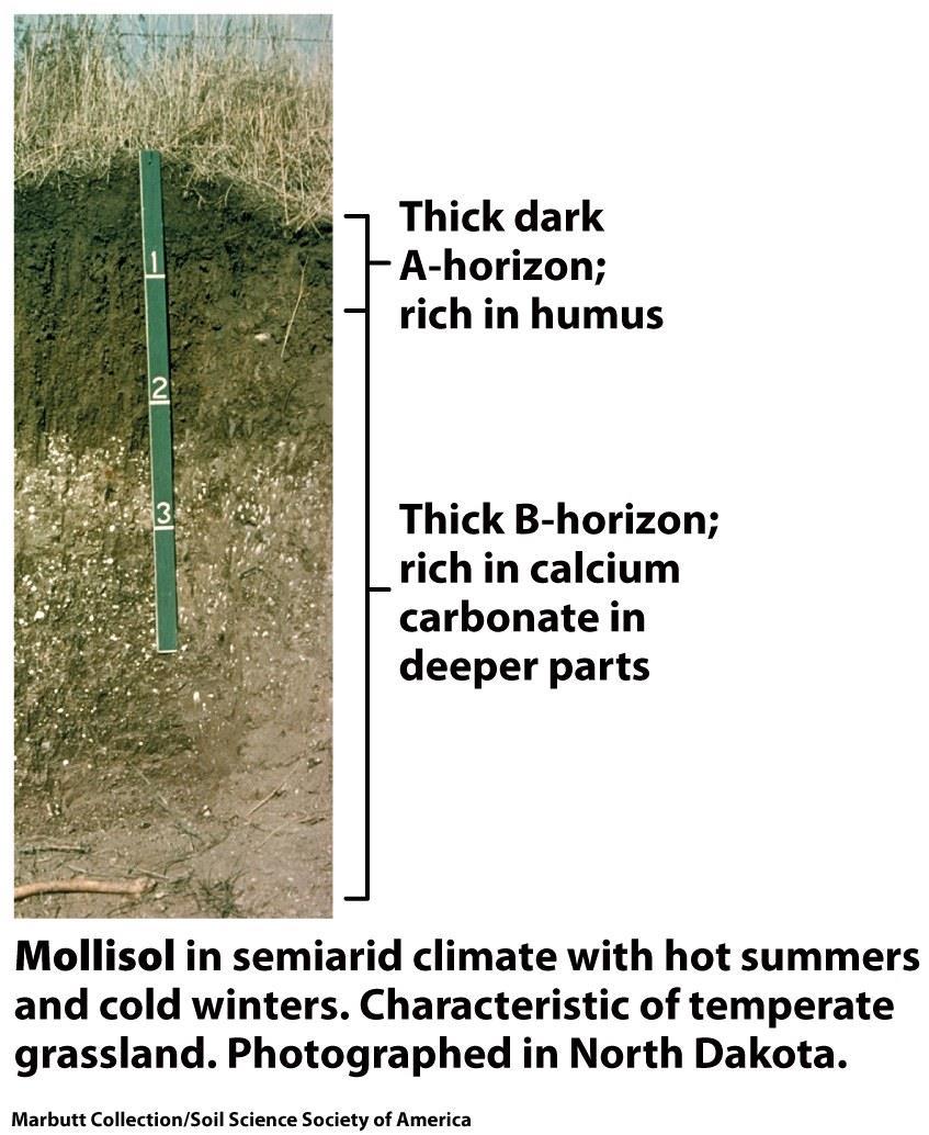 Mollisols Found in temperate, semi-arid grassland Very fertile soil Thick,