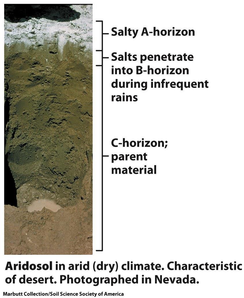 Aridisols Found in arid regions of all continents Low precipitation preclude