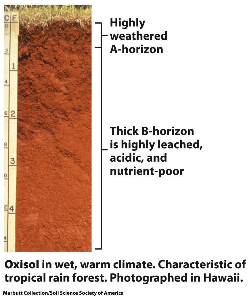 Oxisols Oxisols Found in tropical and subtropical areas with high precipitation Very little