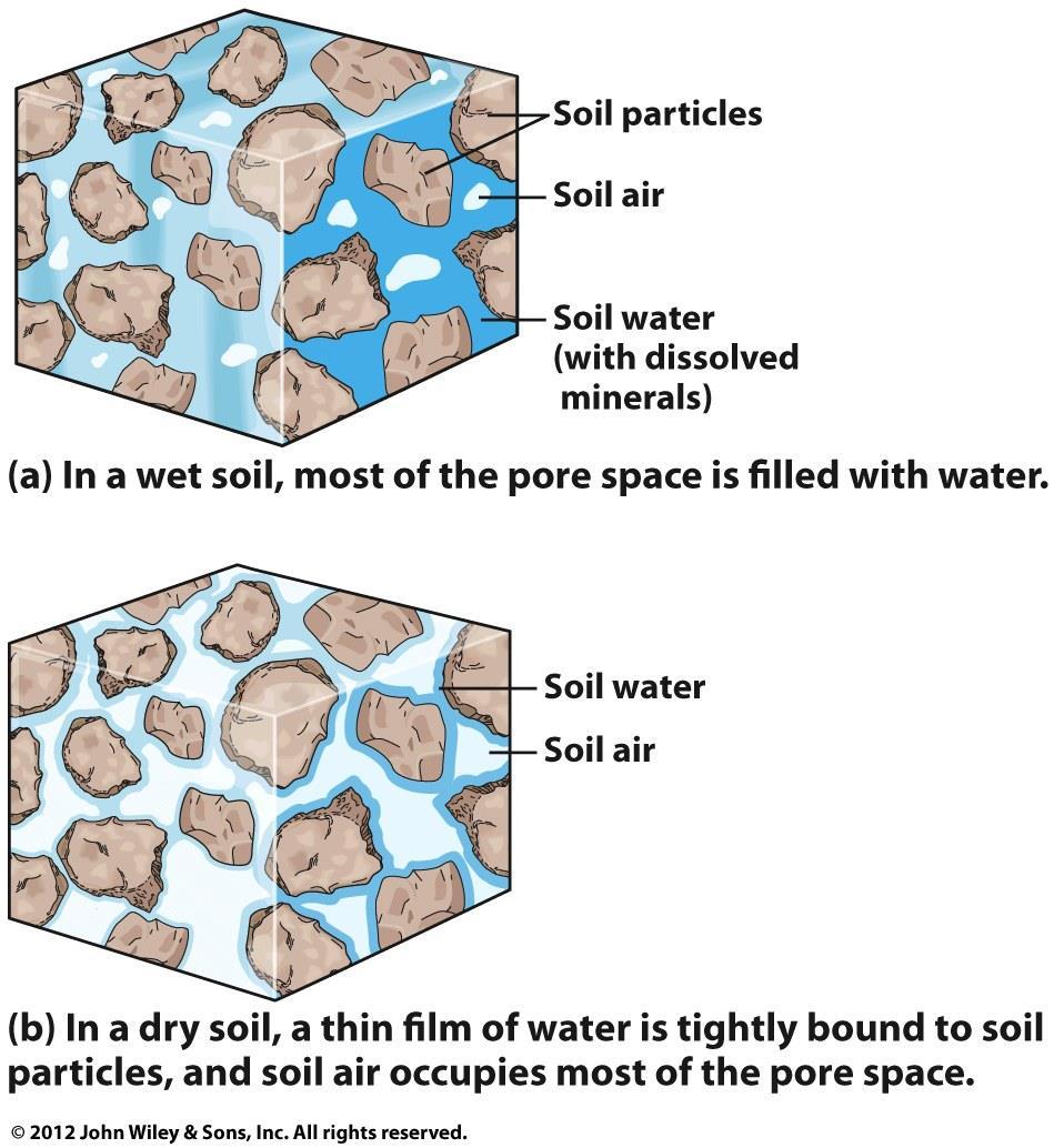 Soil Composition Pore space 50% of soil Soil air -