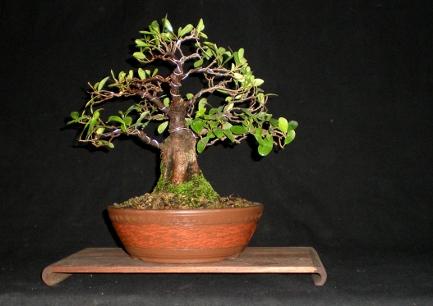 Figure 3: After thinning and wiring re-potted. At this time I will shorten some of the branches to make the crown more compact and asymmetrical.
