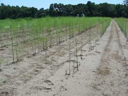 A site with well-drained light, sandy soils, which is free of perennial weeds and receives full sunlight, is best for establishing an asparagus bed.