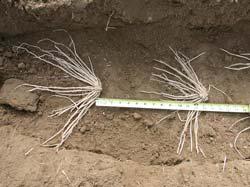Best results are obtained when an asparagus bed site is prepared six months to a year before planting. Take a soil test as you begin to prepare the bed.