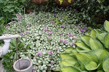 More cold tolerant than heat tolerant, Lamium maculatum grow in USDA zones 3-8, but often has a difficult time recovering from the heat of summer in the warmer regions and is not drought tolerant at