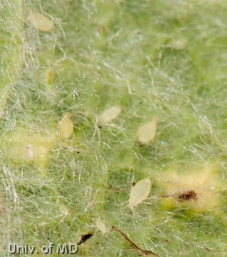 Aphids on Lamb s Ear Aphids are causing extensive yellowing on the foliage of lamb s ear (Stachys byzantina) in the landscape. Control: Be sure to check for predator activity on these plants.