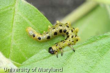 Dusky Birch Sawfly Dusky birch sawflies were active on river birch in Columbia this week. The larvae line up around the margin of a leaf when feeding. They become s-shaped when disturbed.