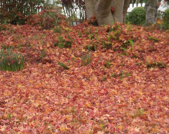 Published November 5th, 2014 Cynthia Brian's Gardening Guide for November By Cynthia Brian Rake and grind fallen leaves to add to compost pile. Note the daffodils already sprouting.