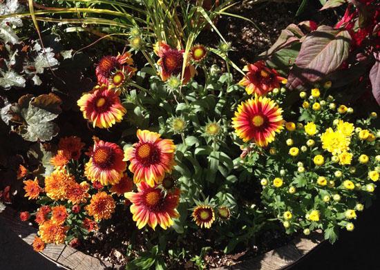 A barrel planted with gaillardia and chrysanthemums is