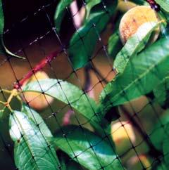 This light weight net can be laid over the top of bushes and other low lying vegetation or on the tops of trees to prevent birds from preying on fruit and other crops. ORNEX SM 56303009 13 X 820.