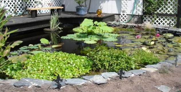 Dangers of heat and your koi pond By Rosimeri Tran (continued from Page 1) Fish have a higher metabolism during summer; they are very hungry and