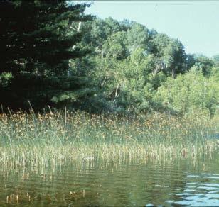 Appendix 4: Description of some of the plants found in Roemhildts Lake Bulrush (Schoenoplectus spp.