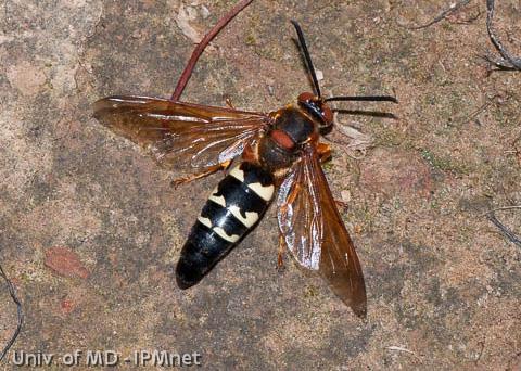 A cicada killer wasp female catches and paralyzes a cicada and then takes it back to its hole and lays eggs in it. The developing wasp larvae start feeding on the paralyzed, but still living cicada.