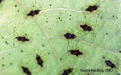 Adult linden lace bugs (also called basswood lace bug) were found on Tuesday, July 22nd on the underside of leaves on littleleaf linden, Tilia cordata in Laytonsville.