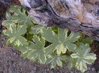 Below: The rarely seen variegated form of Geranium macorhizum Variegatum. This geranium is generally evergreen in our area, growing to maybe 5-6 inches tall in sun or part shade.