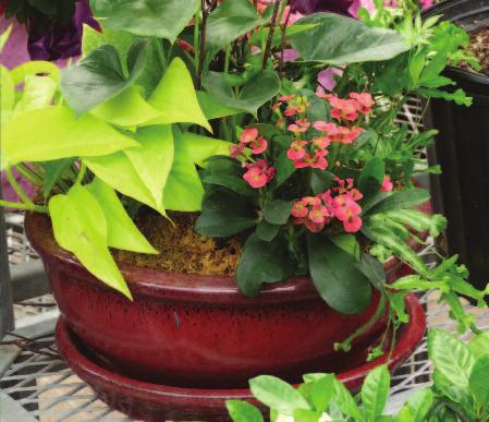 It s easier than you think! Water Gardening Feature. Whether you have a balcony, a.