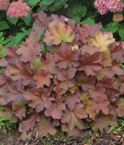 Thick foliage and strong stems make this perfect for the middle of any sunny landscape.