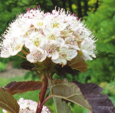 . Bobo Hydrangea -Fall Height/Spread: 00 cm/5 cm A compact variety that blooms regardless of climate, soil, ph or pruning. 5.