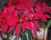 Apart from the tree no other plant says Christmas like the Poinsettia.