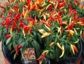 Another new addition with plenty of colour is the ornamental chilli. The showy fruits start out greenish yellow, gradually changing to orange and maturing to a dark red.