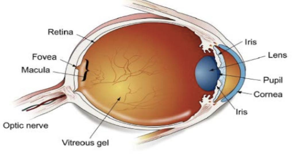Figure 6. Anatomy of the eye The cornea of the eye is the outer structure and is made up of living tissue.