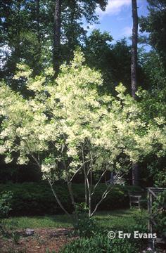 May 2007 Page 3 SPOTLIGHT: FRINGE TREE Fringe Tree, Chionanthus virginicus, can be classified as either a large shrub or a small tree. It is deciduous and can grow to about 20 feet when mature.
