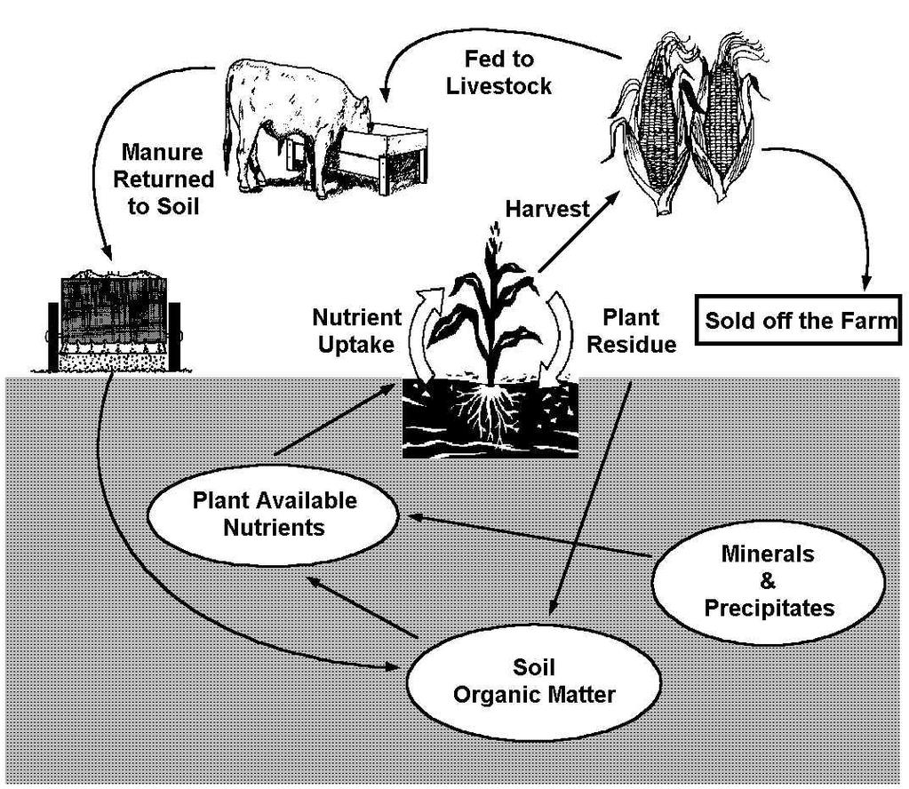 Soil Nutrient Cycle: Nutrients are continually cycled from soil to