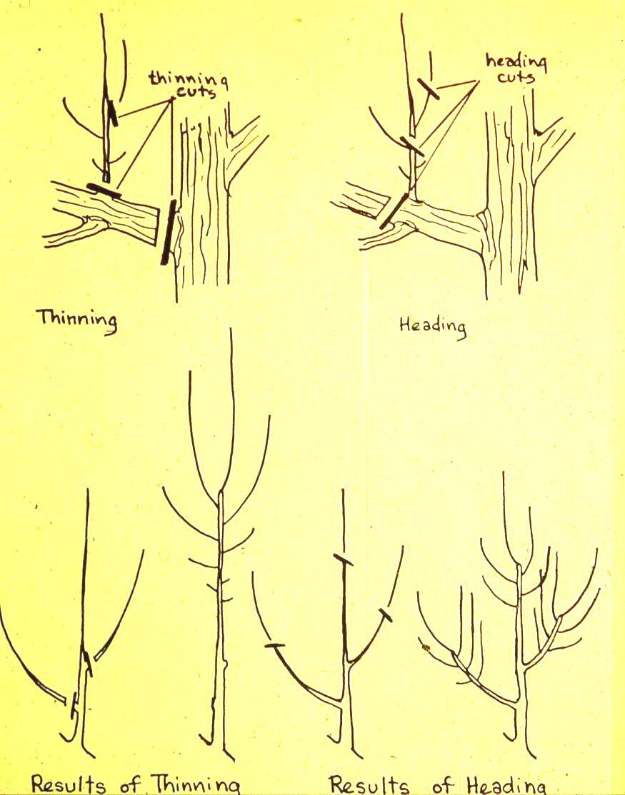 Thinning vs. Heading: Results Gary A.