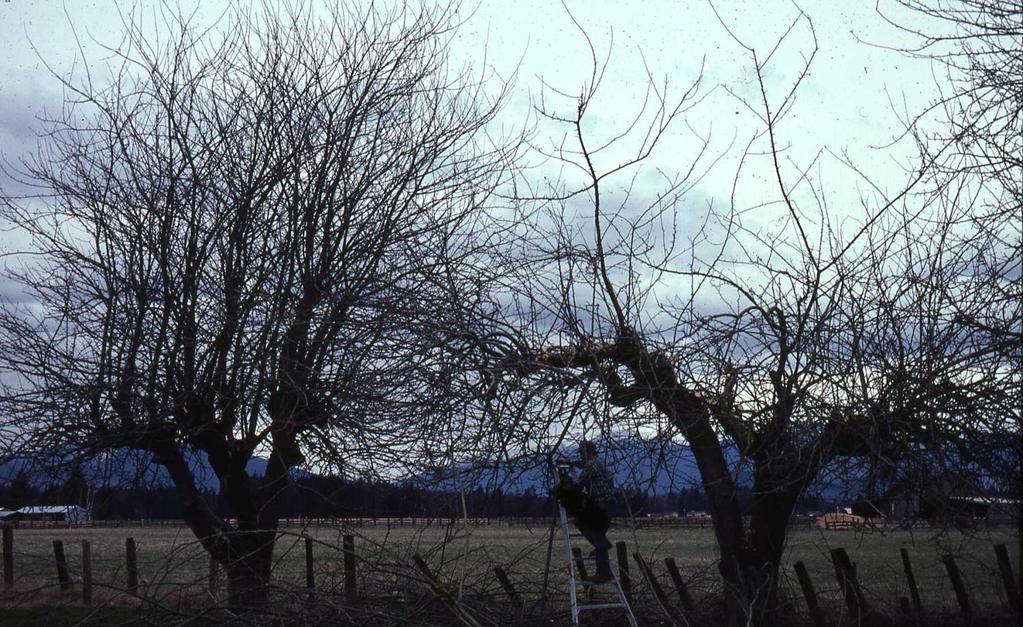 Compare the tree on right, after corrective pruning, to the unpruned