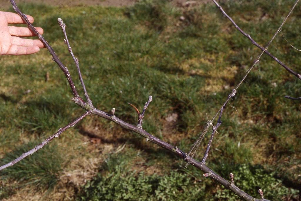 Fruit buds (spurs) develop on branches in a more horizontal position.