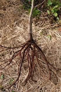 don t grow vertically downward unless soil conditions permit. Correcting root defects in containerized planting stock can be challenging. Most root defects can be resolved with root pruning.