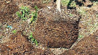The first step in the training of tree roots is to inspect the root ball and to check for visible defects.