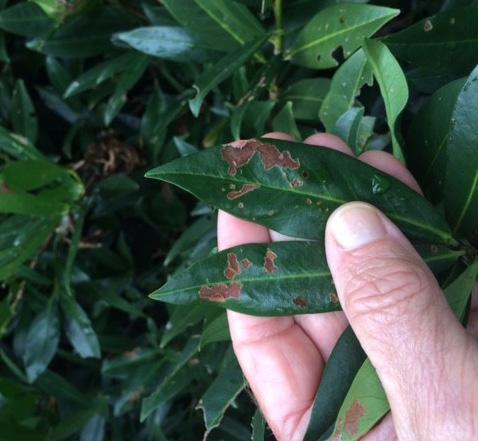 Several attendees said they were seeing similar populations on cherry laurels in their managed landscapes. White prunicola scale has become the major insect attacking cherry laurel plantings.