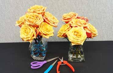 Day Six: The same measure-and-cut-as-a-group process was used three days later to separate the roses into two smaller arrangements giving them a fresh cut, fresh water, and a fresh new look in a new