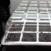 surface moist for better germination The greenhouse cover holds in moisture, raising the