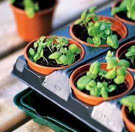 seedlings are about 4" tall, gently remove one of the seedlings from