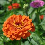 What Seeds Are Easiest? Zinnias are one of the easiest flowers to grow from seed.