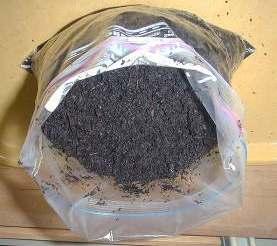 test: will seeds germinate in the compost?