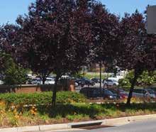 PUBLIC REVIEW DRAFT 1 JULY 2016 7. Plants in parking lots are subject to many adverse conditions and are not likely to receive consistent care.