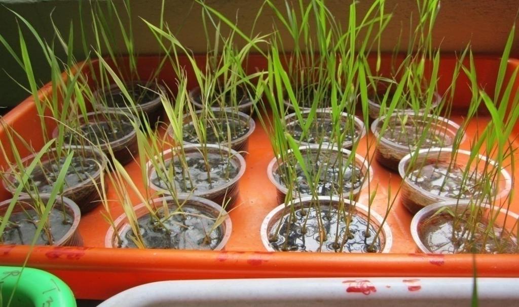 To determine the nutrient status different chemical analysis of these vermicomposts are done following standard methods mentioned by Bhargava and Raghupati (1993).