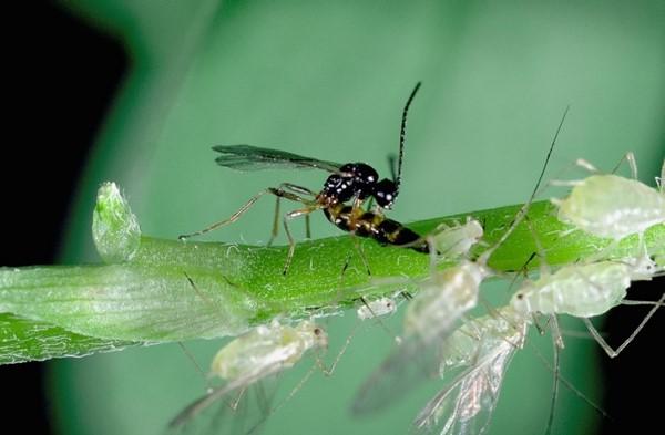4 UCNFA News Summer 2018 Volume 22, issue 2 Update on Biological Control and the Challenges Growers Face continued from page 3 use of any of these predators in formal programs of aphid control