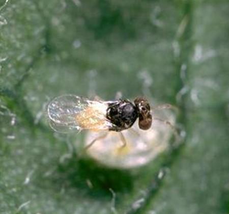 8 UCNFA News Summer 2018 Volume 22, issue 2 Update on Biological Control and the Challenges Growers Face continued from page 7 present, some commercial insectaries will combine parasitoid species on