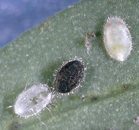 There are no commercially available parasitoids for the iris whitefly, so growers often resort to pesticides when this whitefly appears in any significant numbers.