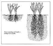 Slide 44 Irrigation 44 Deep watering promotes deep root systems.