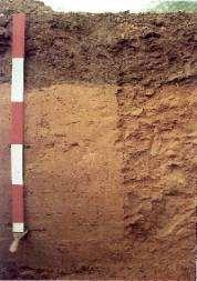 Slide 7 A horizon Surface layer, topsoil Shallow, usually darker B horizon Subsoil Usually different color Higher clay content C horizon Parent material Soil Horizons 7 The A horizon, also called the