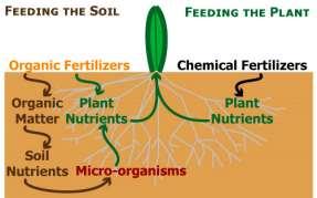 Slide 79 Basic difference between organic and inorganic fertilizers. Chemical fertilizers (Miracle Gro, 10-10-10) provide the minerals that are required for plant.