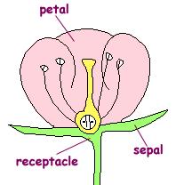 The Parts of a Flower Flowers are important in making seeds. Flowers can be made up of different parts, but there are some parts that are basic equipment.