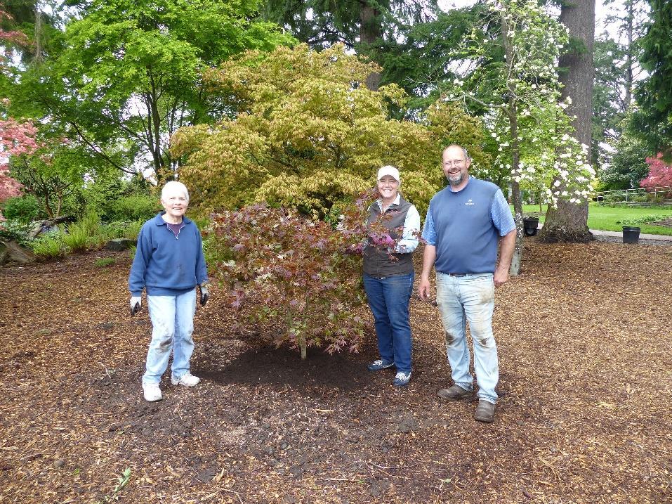 party last month volunteers planted dozens of new ferns and perennials as well as few more shrubs. Some new Rhododendrons and a couple more Japanese Maples will be added.