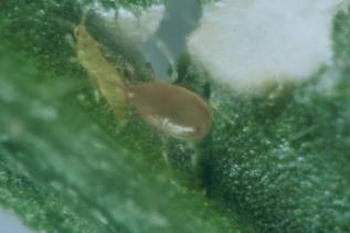 eggs, about the size of pollen Adds a little meat to the plant diet on