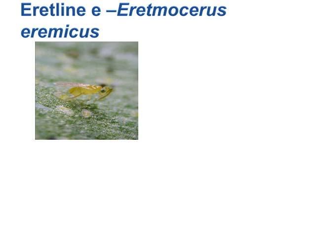 1) Eretline e Eretmocerus eremicus a.