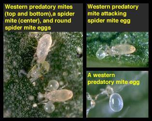 Predatory Mites Female two spotted